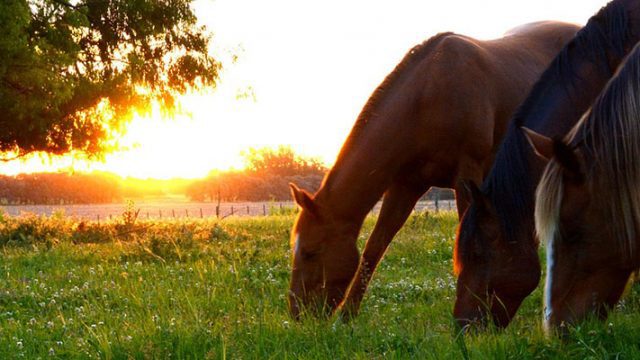 horses reducing stress